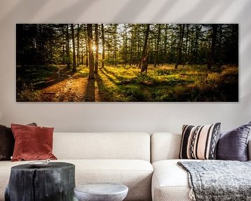 Forêt de mélèzes sur Douwe Schut