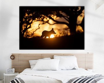 Renard au coucher du soleil sur Andius Teijgeler