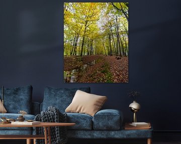 Automne sur De Eelerberg à Hellendoorn sur Photo Joost