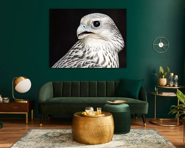 Falcon bird of prey by Joep Henkelman