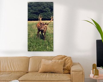 Cerf majestueux Tableau mural | Portrait frontal d'animal | Animaux sauvages Fine Art Print | Décoration rustique de déclaration | Bois de cerf Poster