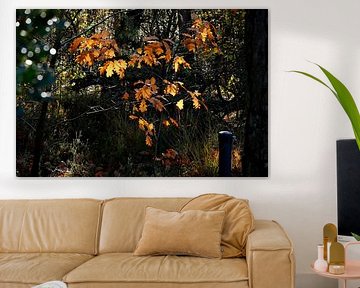 Autumn light. by Vrije Vlinder Fotografie