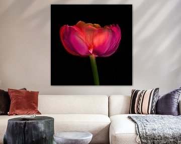 Tulip rose red by Klaartje Majoor