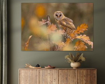 chouette effraie parmi les feuilles d'automne sur Ina Hendriks-Schaafsma