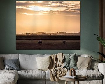 Schafe auf Texel in der Goldenen Stunde