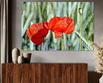 red corn poppy in the cornfield