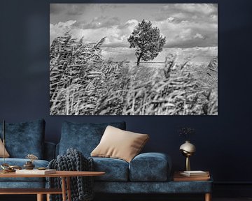 Landscape shot over the dunes in autumn with a solitary tree by Martin Köbsch
