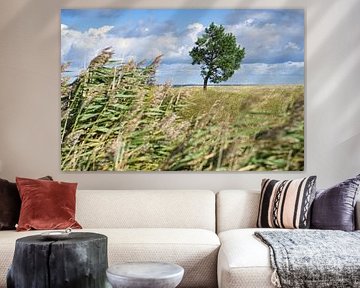 Landscape shot over the dunes in autumn with a solitary tree by Martin Köbsch