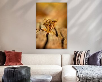 Champignons sur une souche d'arbre