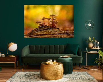 Champignons sur une souche d'arbre