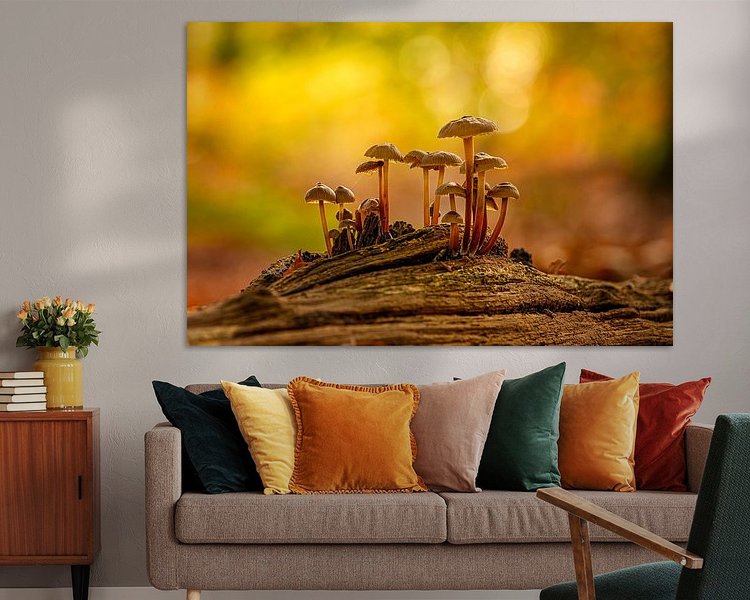 Aperçu de la chambre