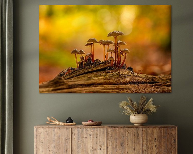 Aperçu de la chambre