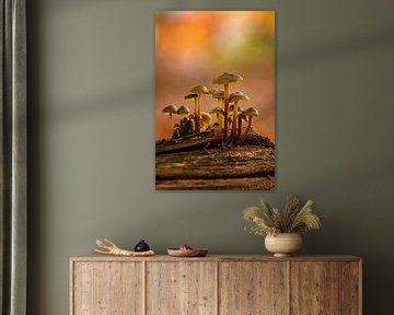 Champignons sur une souche d'arbre