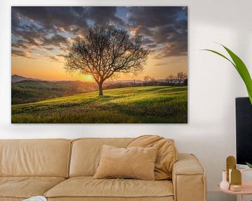 Lone tree in a beautiful spring sunset in Tuscany by Stefano Orazzini
