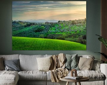 Paysage de l'Alta Maremma, oliveraie et mer