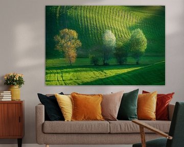 Trees in bloom among the rolling hills in Tuscany by Stefano Orazzini