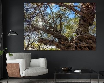 Matera oldest olive tree in Corfu