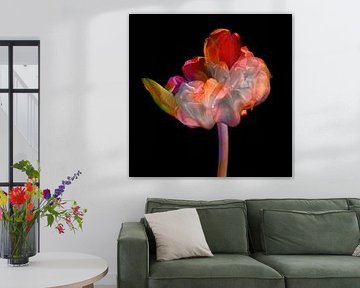 Tulpe mehrfarbig Kunst von Klaartje Majoor