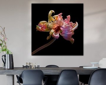 Tulipe multicolore art II sur Klaartje Majoor