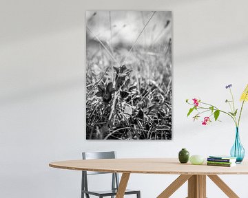 blauer Enzian im Allgäu in schwarz weis von Leo Schindzielorz