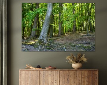 Schöner Wald von Ostsee Bilder