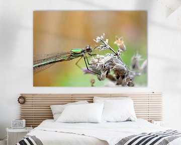 Libelle au repos sur Maurice Ultee