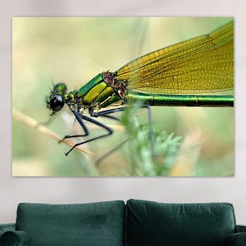 Dragonfly at rest in grass by Maurice Ultee
