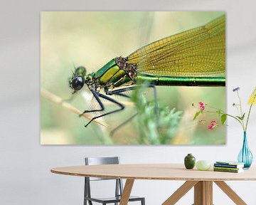 Libellule au repos dans l'herbe sur Maurice Ultee
