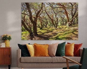 Ancient olive grove in the sunlight