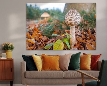 Champignons parasols parmi les feuilles d'automne