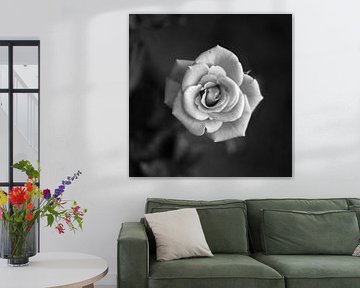 The Rose (Black and white) by Rian Kurniawan