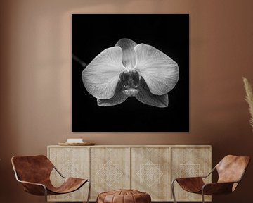 The Orchid (Black and white)