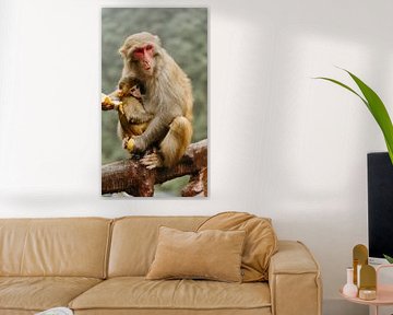 Rhesus monkey by Diederik De Mezel