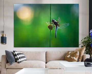 Shining in the morning sun