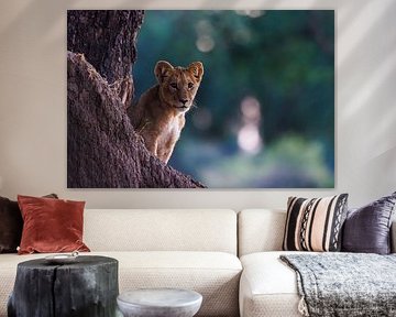 Löwenjunges von Marco Kost