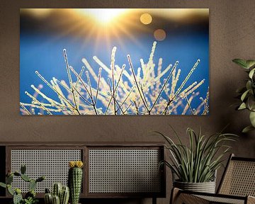 Horizontale winterslaap