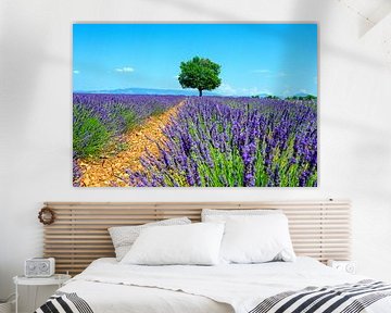 Bloeiende lavendel in de Provence tijdens een zomerse dag van Sjoerd van der Wal Fotografie
