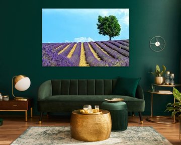 Bloeiende lavendel in de Provence tijdens een zomerse dag van Sjoerd van der Wal Fotografie