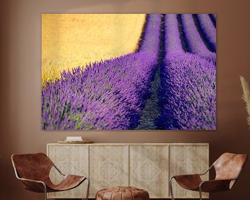 Bloeiende lavendel naast graanvelden in de Provence van Sjoerd van der Wal Fotografie