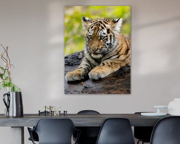 Amoer Tijgerwelp van Bianca Benard Fotografie