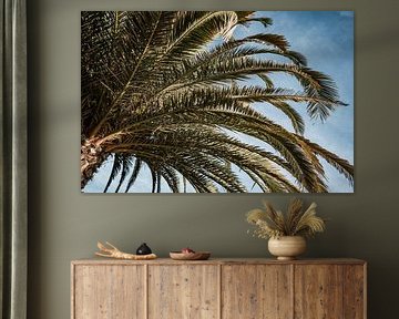 Palmboom Albufeira Zonlicht op Tropisch Bladpatroon