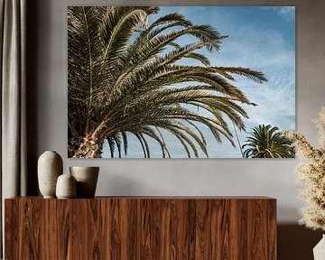 Palmboom Albufeira Tropische Krul tegen Blauwe Hemel