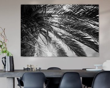 Palmboom Zwart-Wit Zonlicht door Waaierende Bladeren van Femke Ketelaar