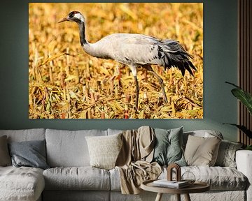 Kraanvogels rusten en eten in een veld tijdens de herfstmigratie van Sjoerd van der Wal Fotografie
