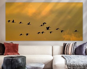 Kraanvogels vliegen in de lucht tijdens de herfstmigratie van Sjoerd van der Wal Fotografie