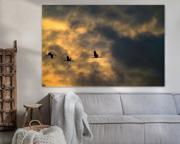 Kraanvogels vliegen in de lucht tijdens de herfstmigratie van Sjoerd van der Wal Fotografie