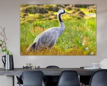 Kraanvogel rust en voedt zich in een veld tijdens de herfstmigratie van Sjoerd van der Wal Fotografie