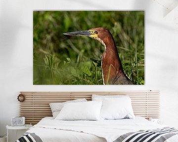 Juveniler Rufescent Tiger-Heron in Mato Grosso von Glenn Vlekke