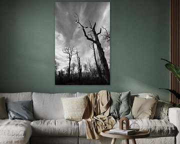 Silhouetten von kahlen Bäumen - Hutenwald Bentheim