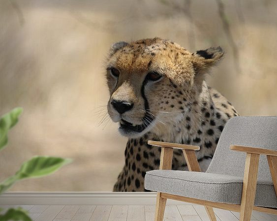 Aperçu de la chambre